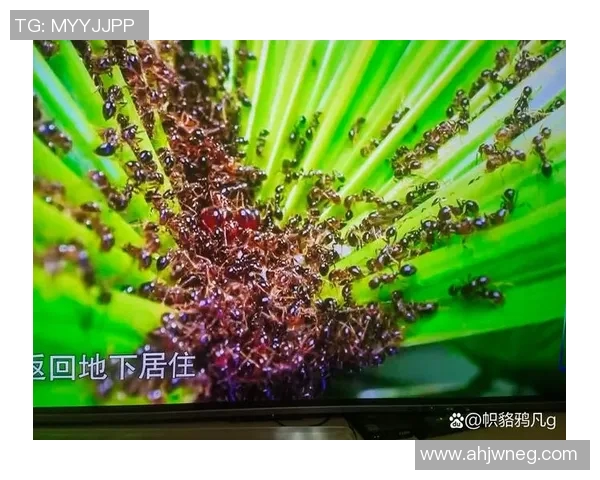 南京足球队团队协作的力量与魅力探索之旅 南京足球队团队协作的力量与魅力探索之旅