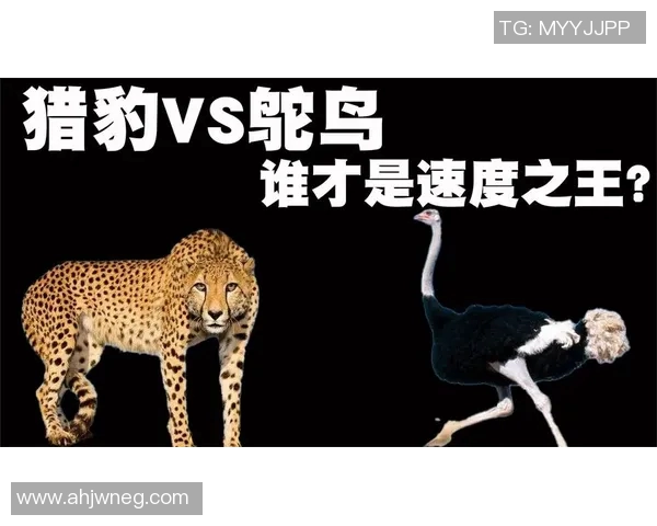 武汉羽毛球队与成都羽毛球队赛后复盘速度对决的精彩分析与总结